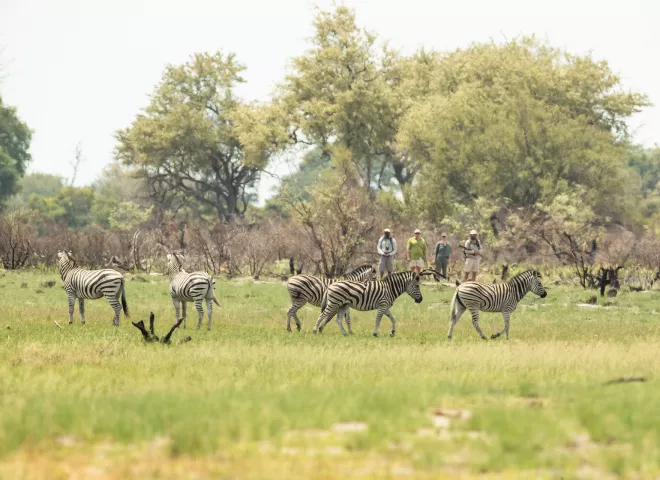 Walking safari at Kweene Trails with Beagle Expeditions