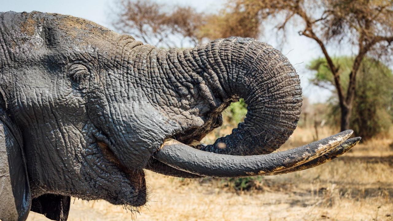 How Does An Elephant's Trunk Work?