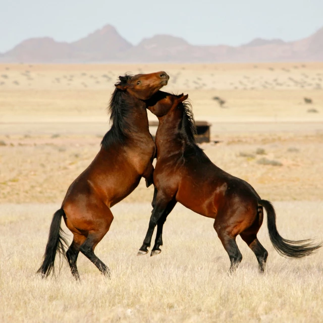 Wild horses of Garub, Namibia